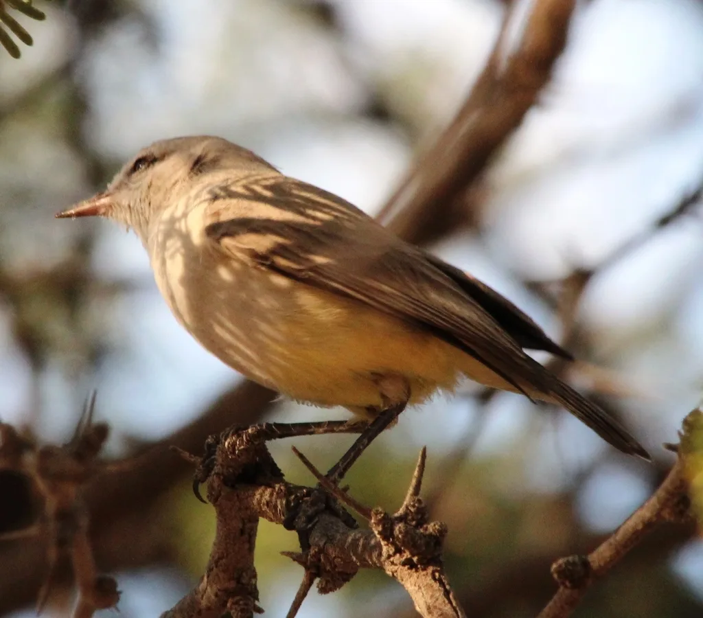 黄嘴孤莺(Eremomela icteropygialis)