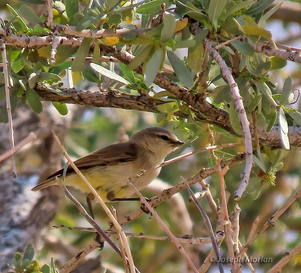 黄嘴孤莺(Eremomela icteropygialis)