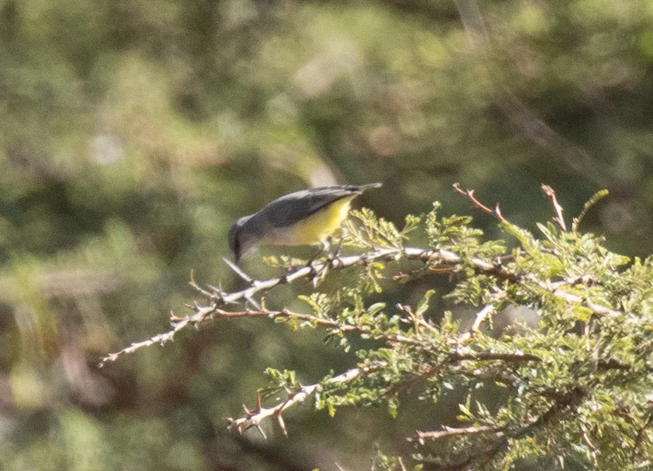 黄嘴孤莺(Eremomela icteropygialis)
