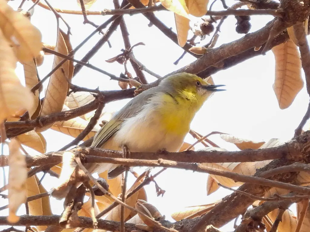绿顶孤莺(Eremomela scotops)
