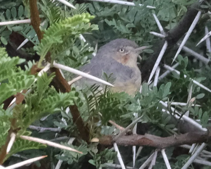 褐喉孤莺(Eremomela usticollis)