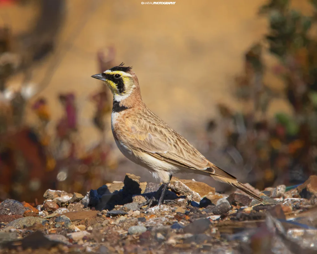 角百灵（Eremophila alpestris）