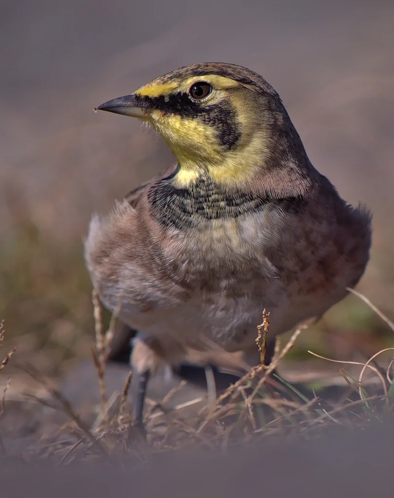 角百灵（Eremophila alpestris）