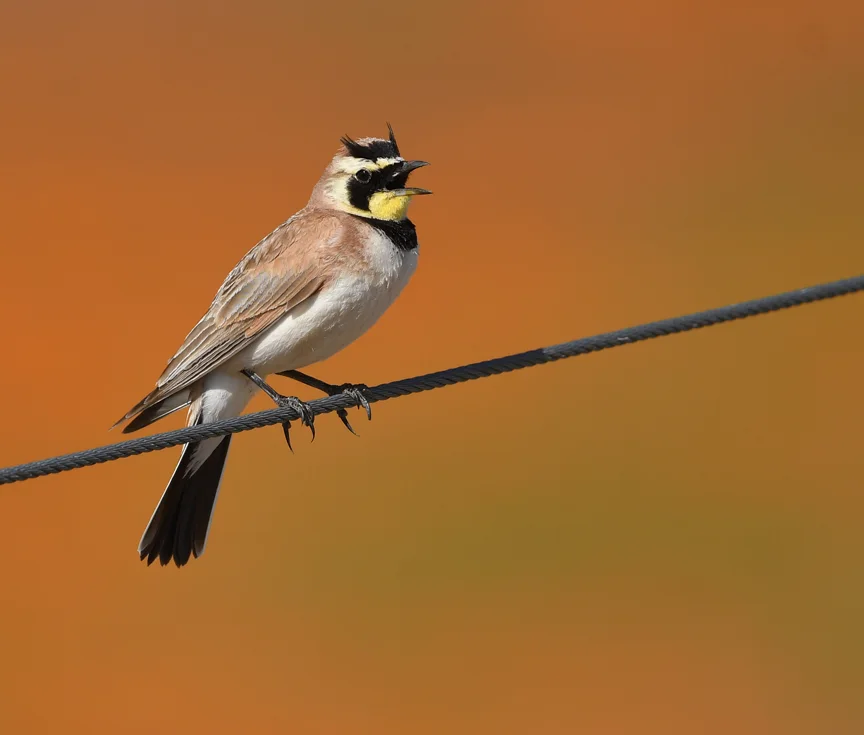 角百灵（Eremophila alpestris）