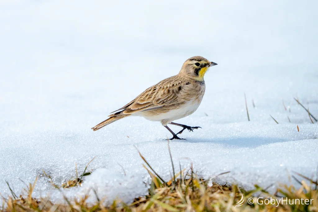 角百灵（Eremophila alpestris）