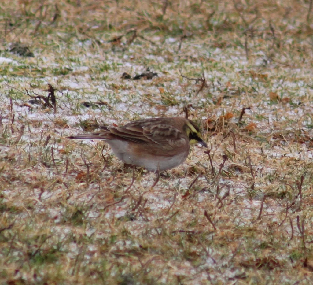 角百灵（Eremophila alpestris）
