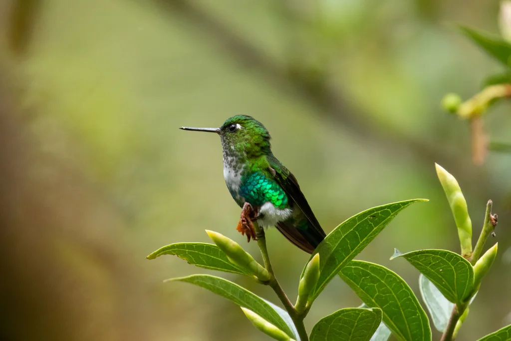 翠腹毛腿蜂鸟(Eriocnemis aline)