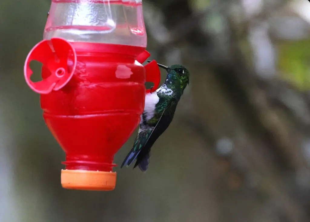 翠腹毛腿蜂鸟(Eriocnemis aline)