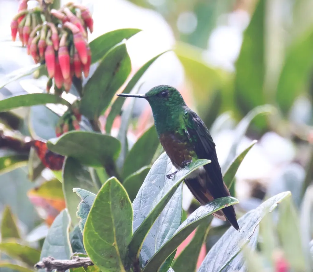 铜腹毛腿蜂鸟(Eriocnemis cupreoventris)