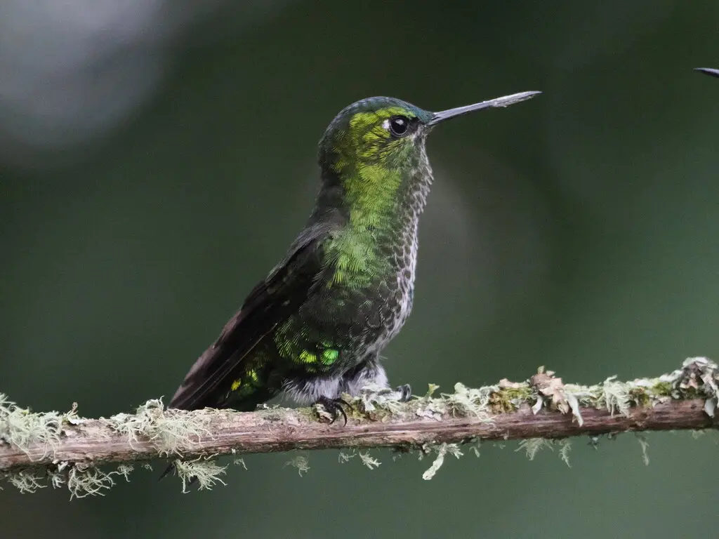 黑脚毛腿蜂鸟(Eriocnemis derbyi)