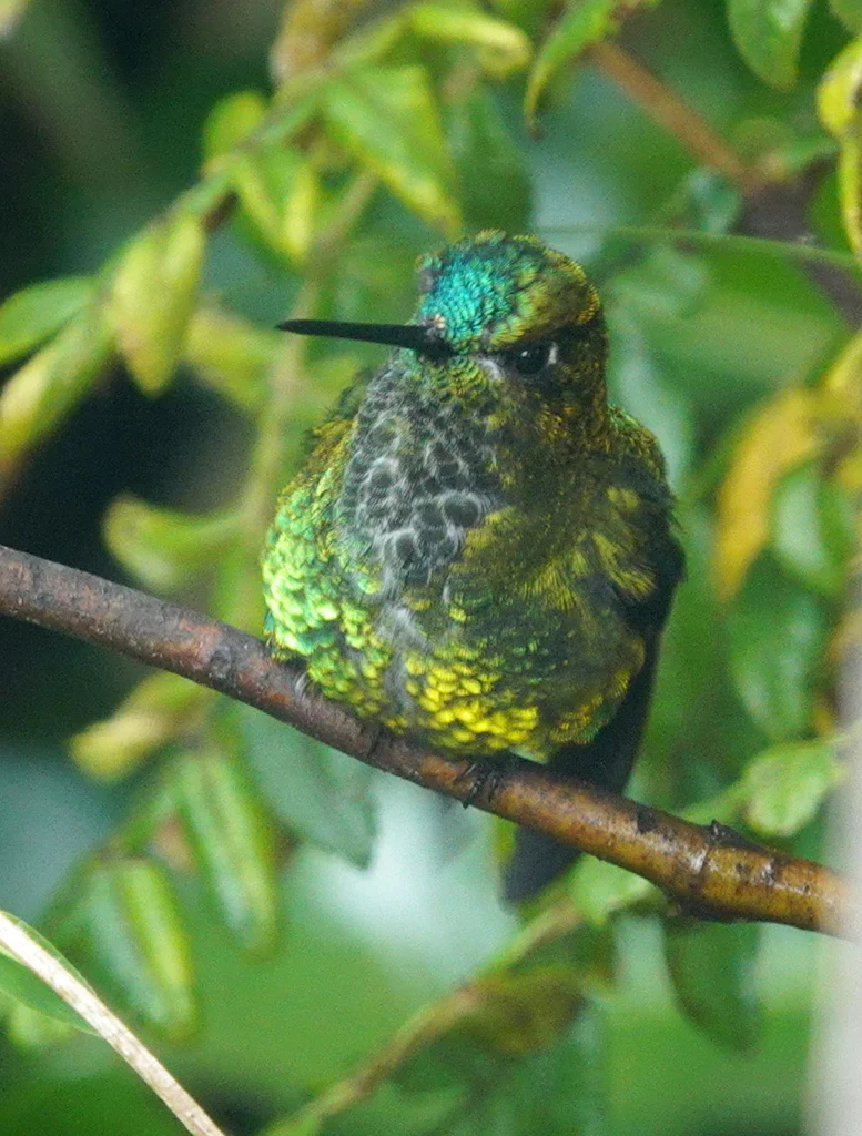 黑脚毛腿蜂鸟(Eriocnemis derbyi)