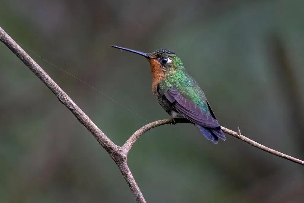 蓝顶毛腿蜂鸟(Eriocnemis glaucopoides)