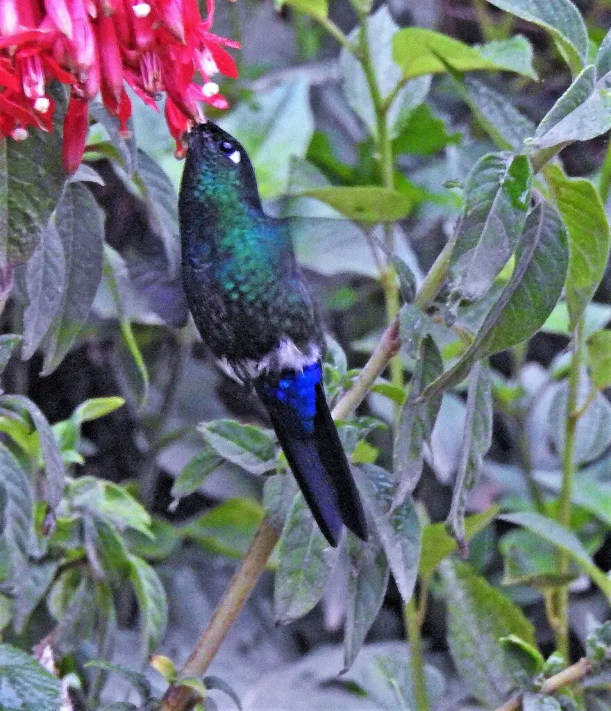 蓝顶毛腿蜂鸟(Eriocnemis glaucopoides)