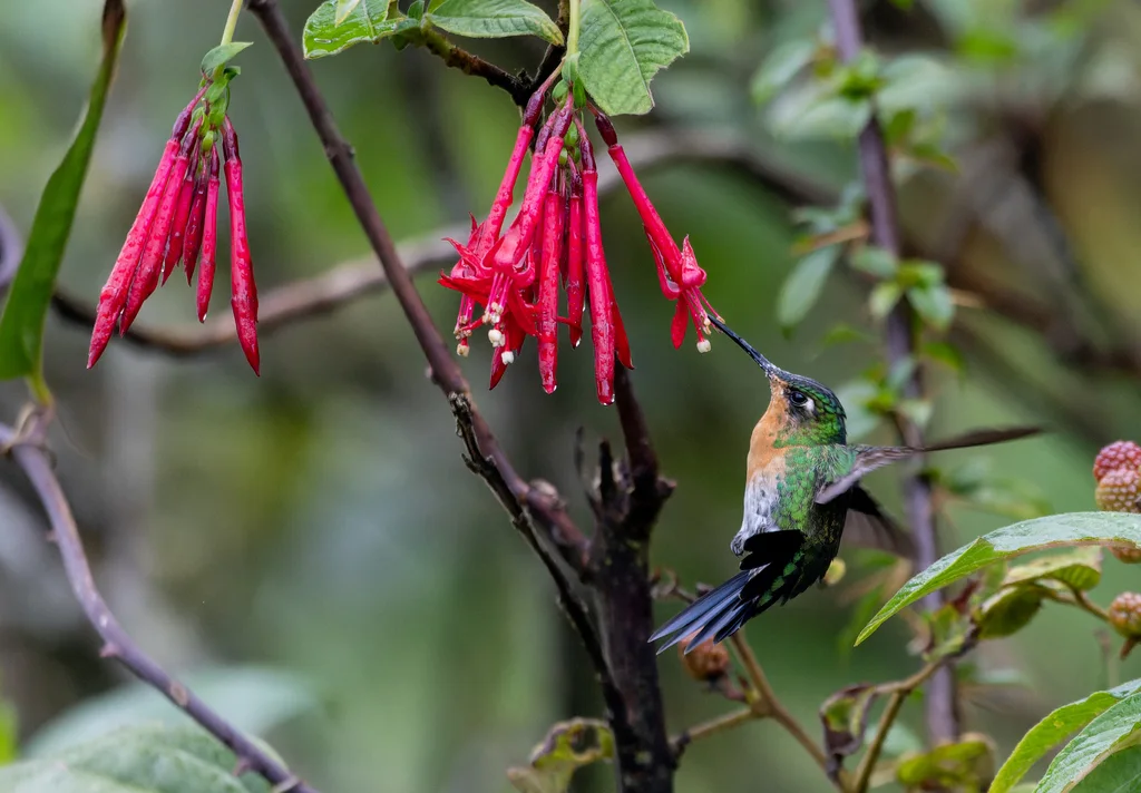 蓝顶毛腿蜂鸟(Eriocnemis glaucopoides)
