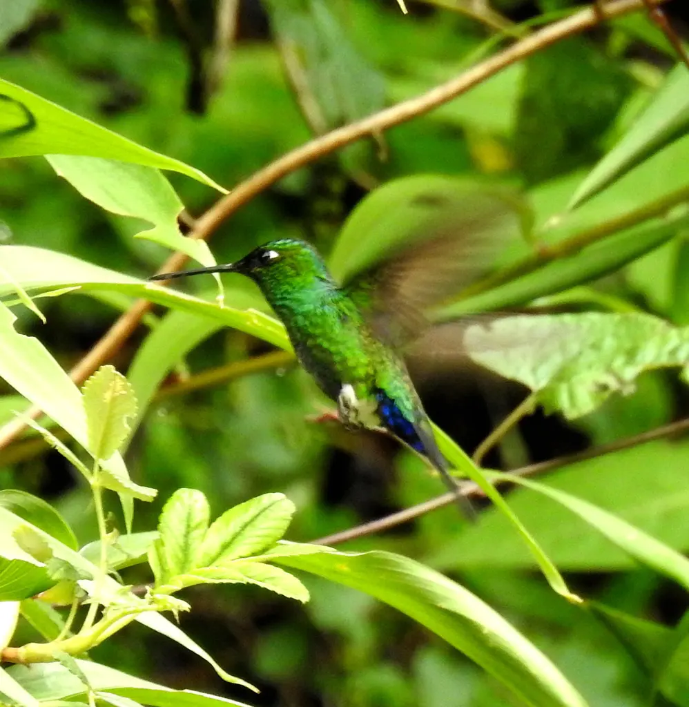 蓝顶毛腿蜂鸟(Eriocnemis glaucopoides)