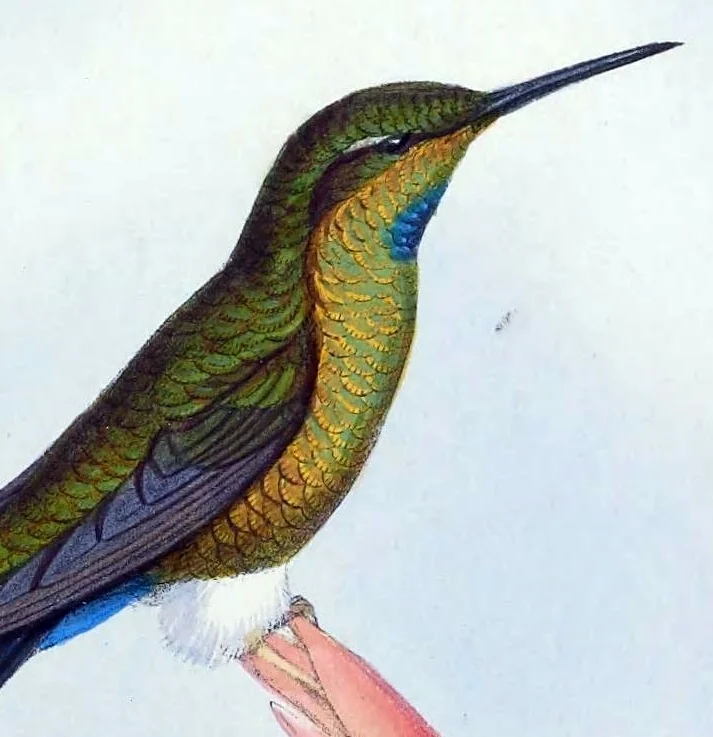 绿喉毛腿蜂鸟(Eriocnemis godini)
