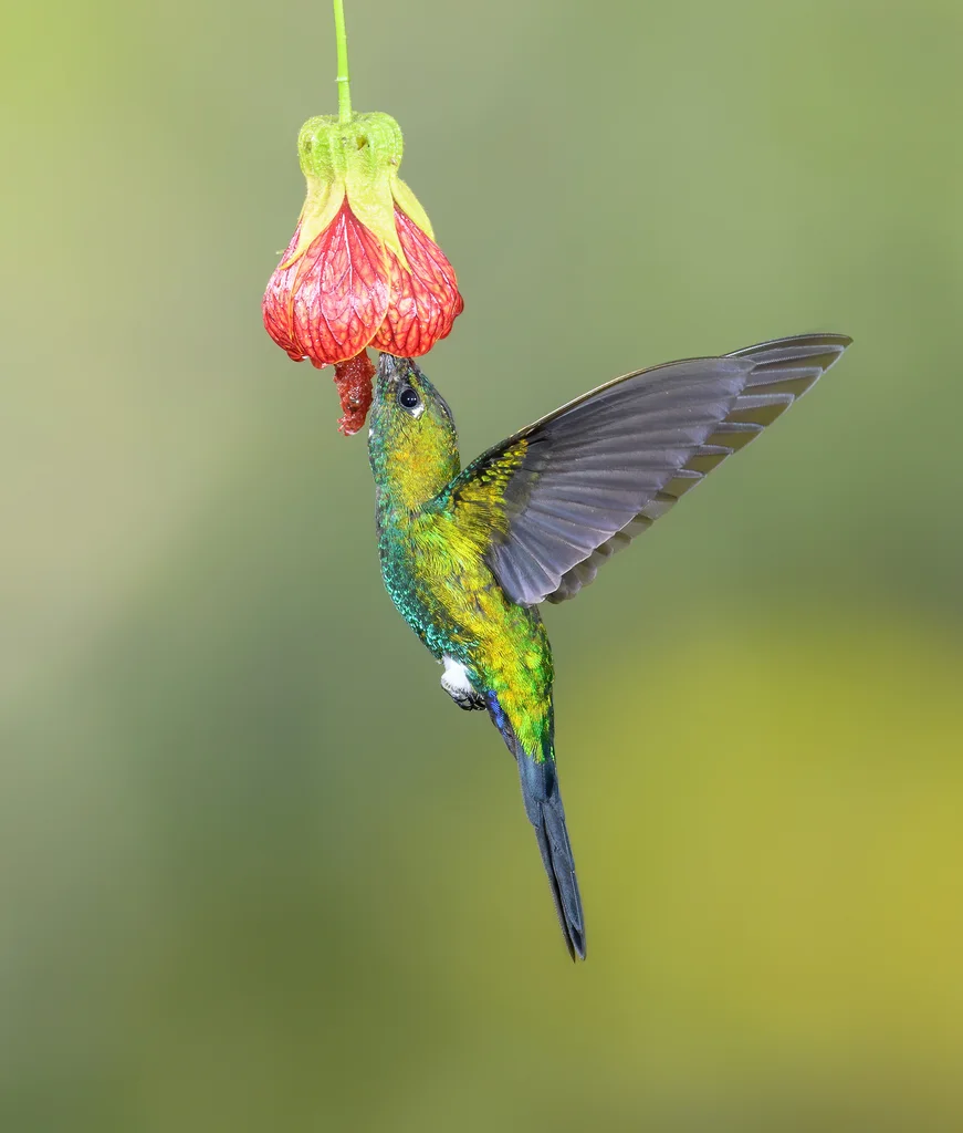 蓝臀毛腿蜂鸟(Eriocnemis luciani)