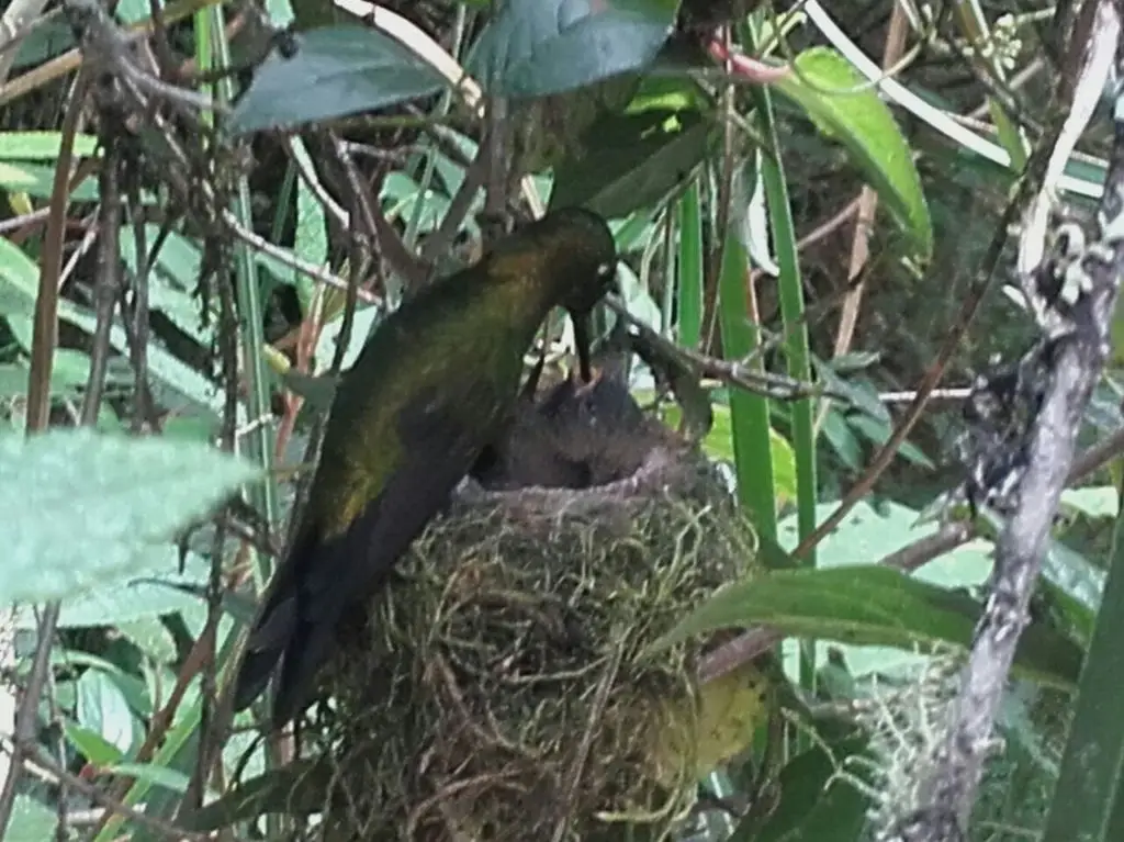 蓝臀毛腿蜂鸟(Eriocnemis luciani)