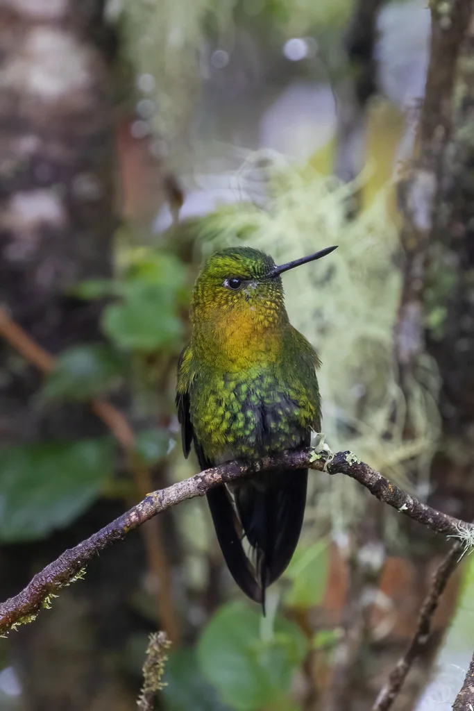 金胸毛腿蜂鸟(Eriocnemis mosquera)