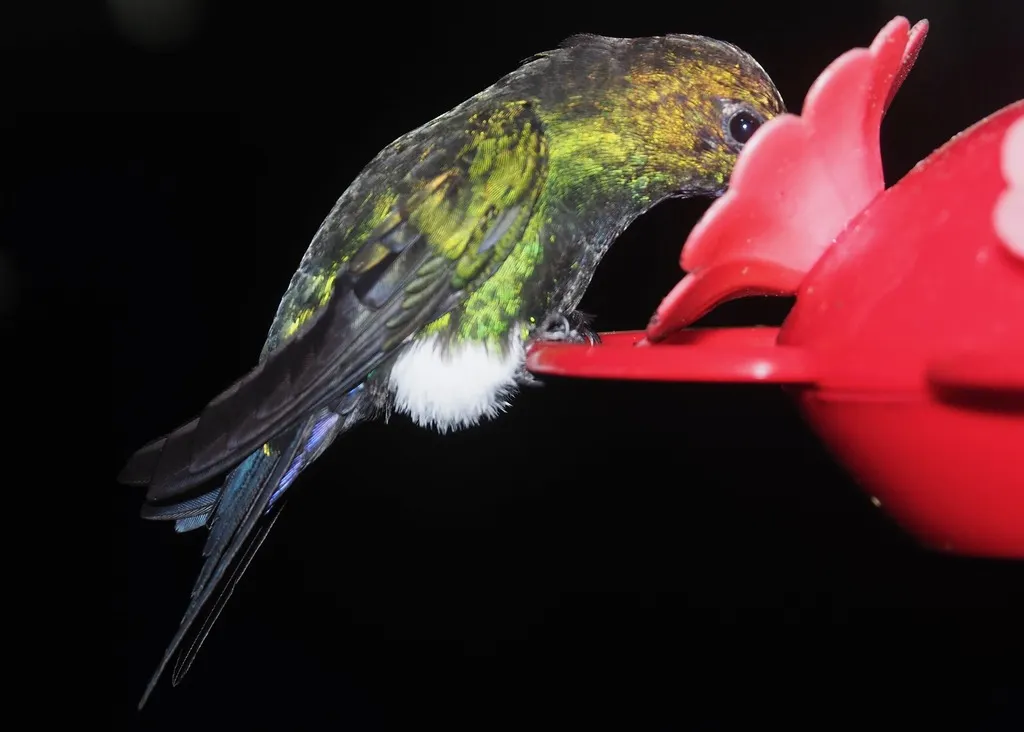 紫颏毛腿蜂鸟(Eriocnemis vestita)