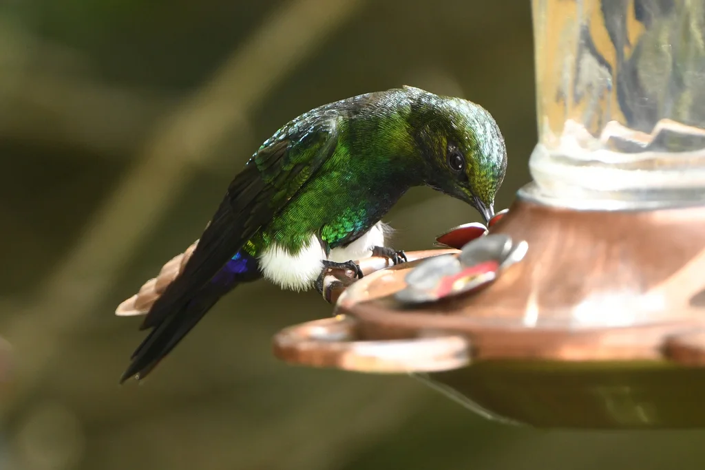 紫颏毛腿蜂鸟(Eriocnemis vestita)