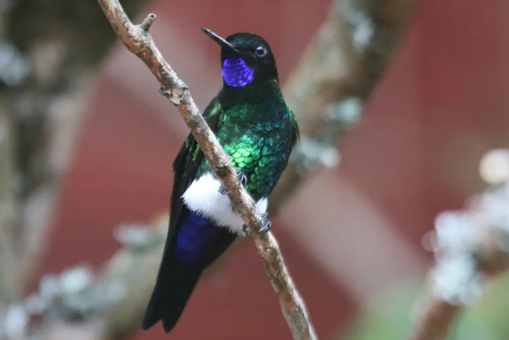 紫颏毛腿蜂鸟(Eriocnemis vestita)