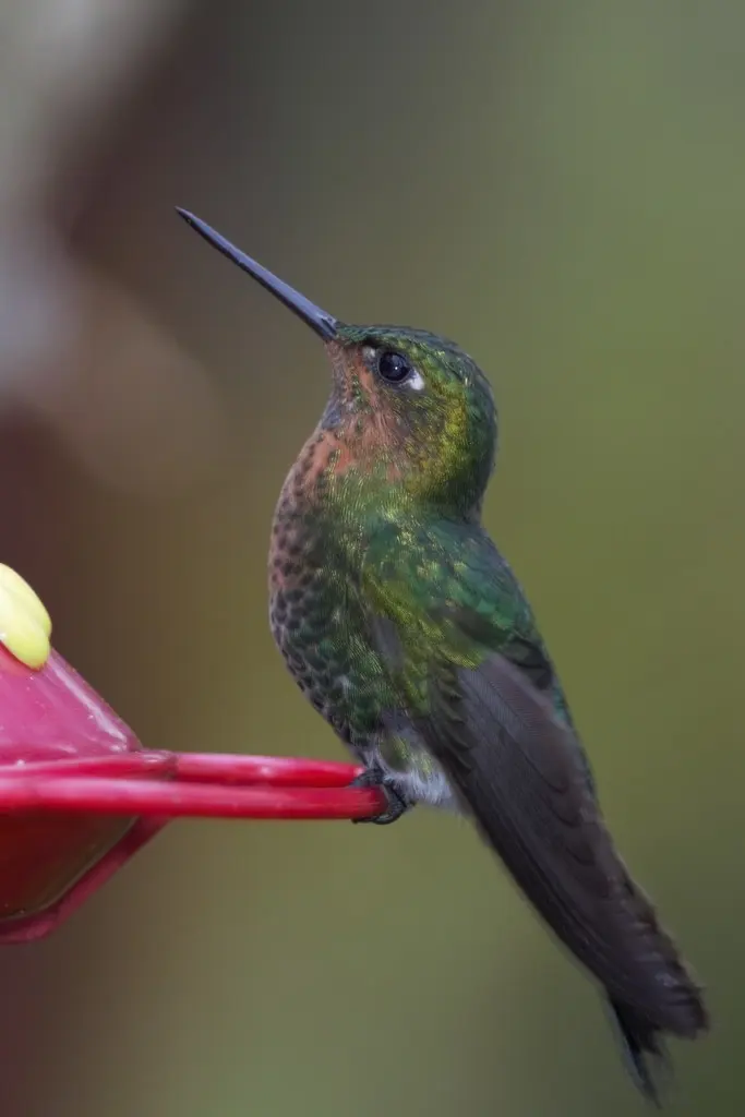 紫颏毛腿蜂鸟(Eriocnemis vestita)