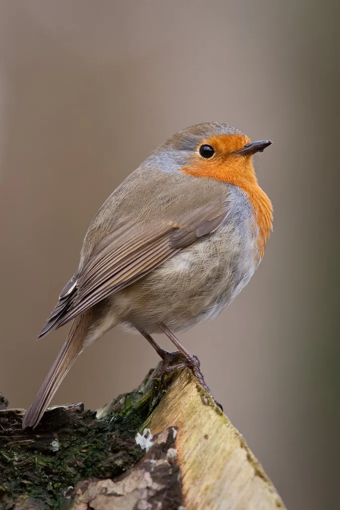 欧亚鸲(Erithacus rubecula)