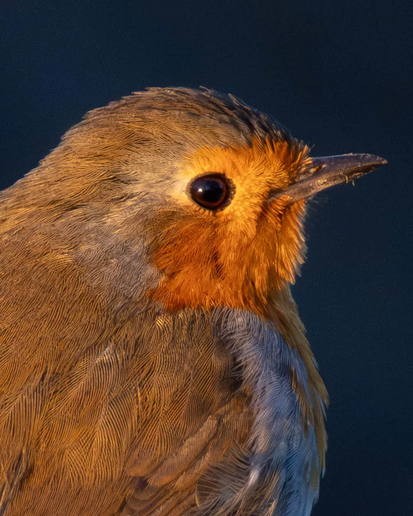 欧亚鸲(Erithacus rubecula)