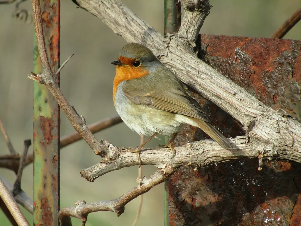 欧亚鸲(Erithacus rubecula)