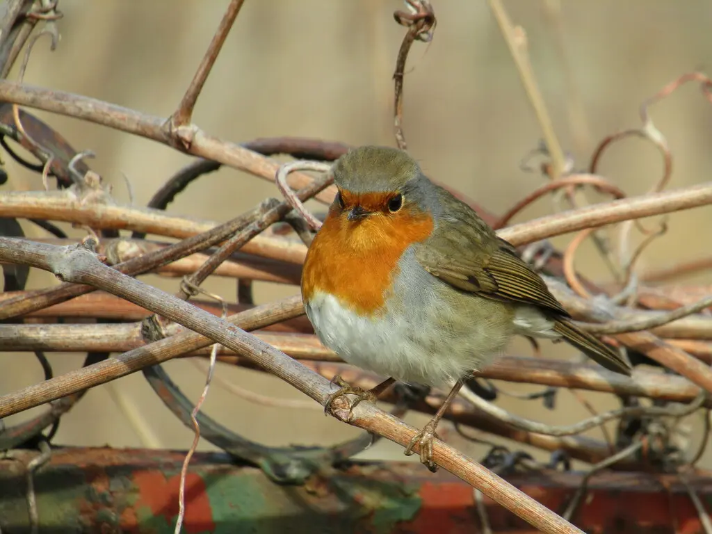 欧亚鸲(Erithacus rubecula)