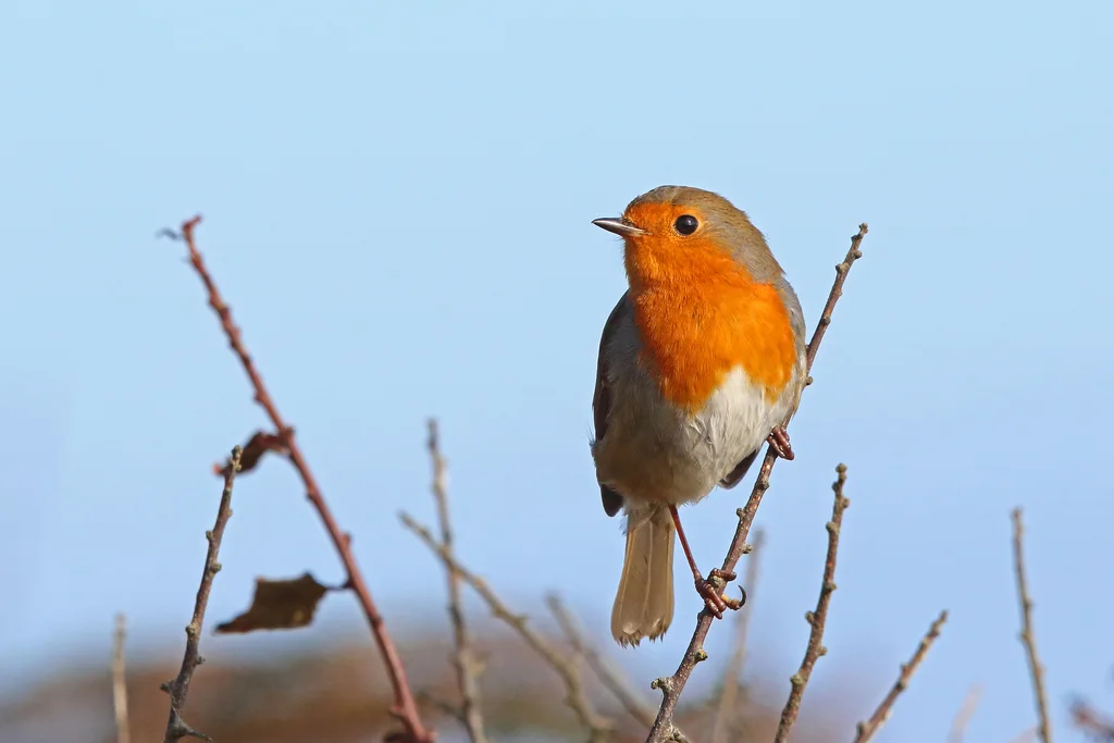 欧亚鸲(Erithacus rubecula)