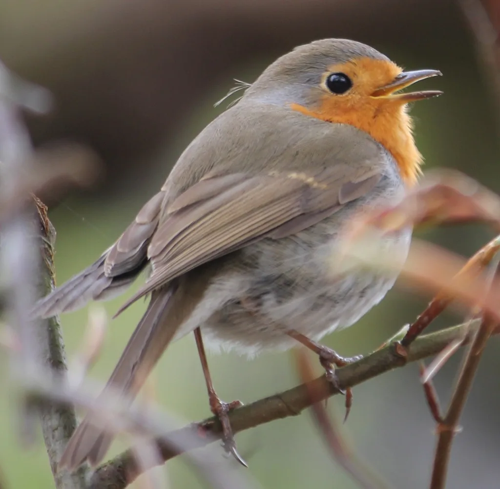 欧亚鸲(Erithacus rubecula)