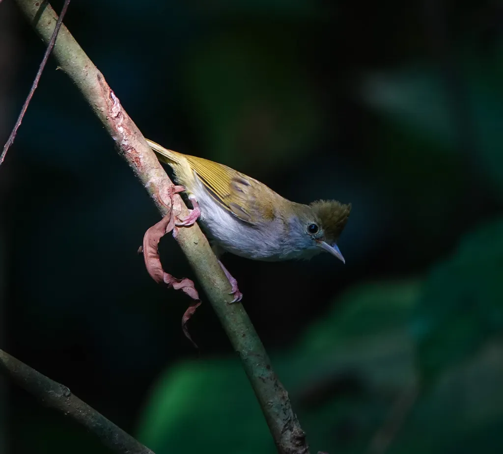 白腹凤鹛(Erpornis zantholeuca)