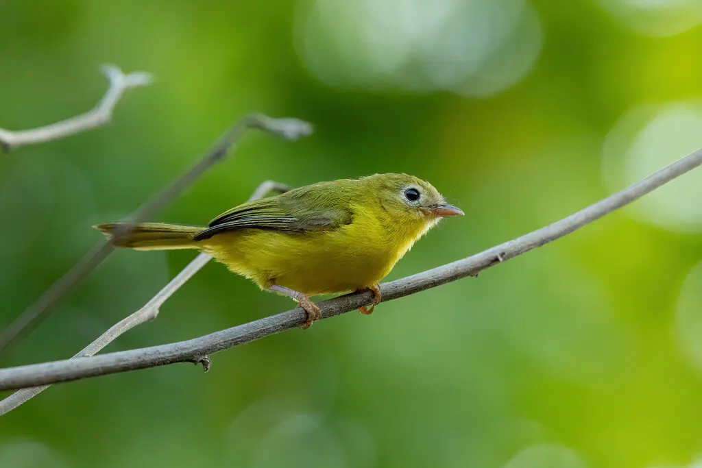 黄红鹟(Erythrocercus holochlorus)