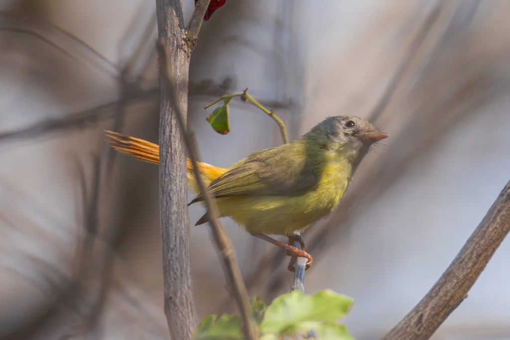 利氏红鹟(Erythrocercus livingstonei)