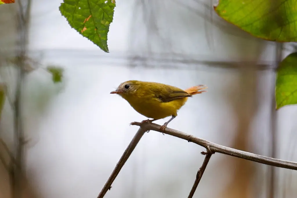 利氏红鹟(Erythrocercus livingstonei)