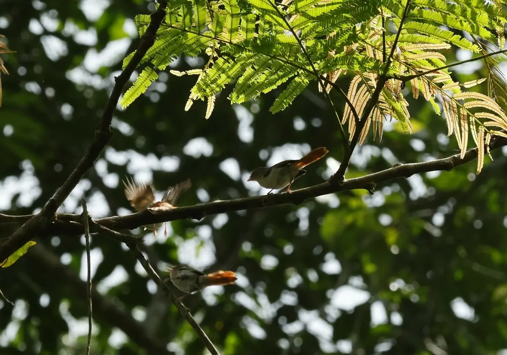 栗顶红鹟(Erythrocercus mccallii)