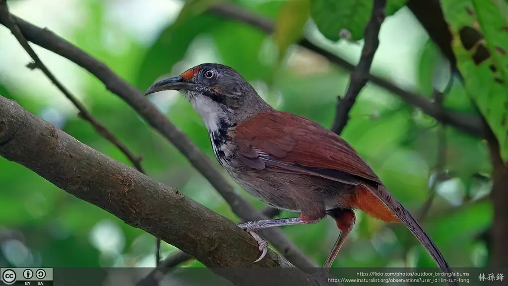 台湾斑胸钩嘴鹛(Erythrogenys erythrocnemis)