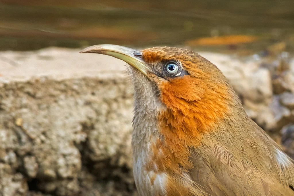 锈脸钩嘴鹛(Erythrogenys erythrogenys)