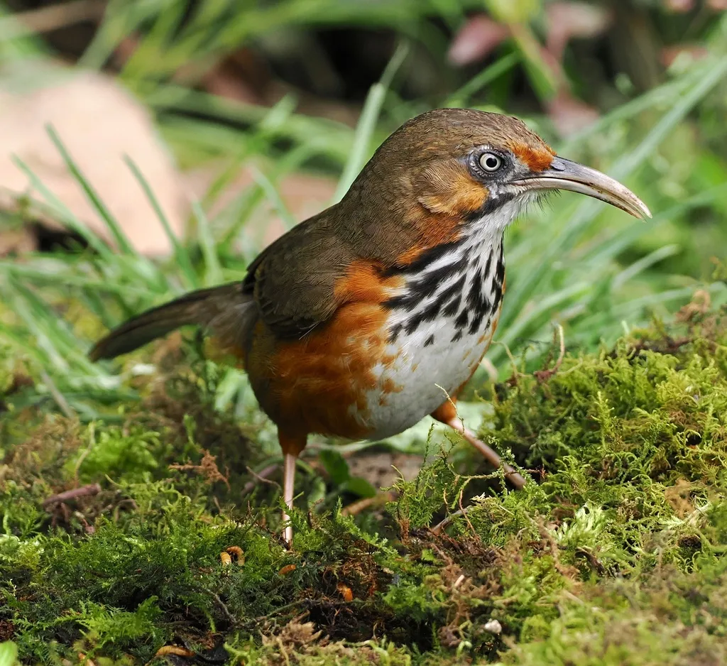 斑胸钩嘴鹛(Erythrogenys gravivox)