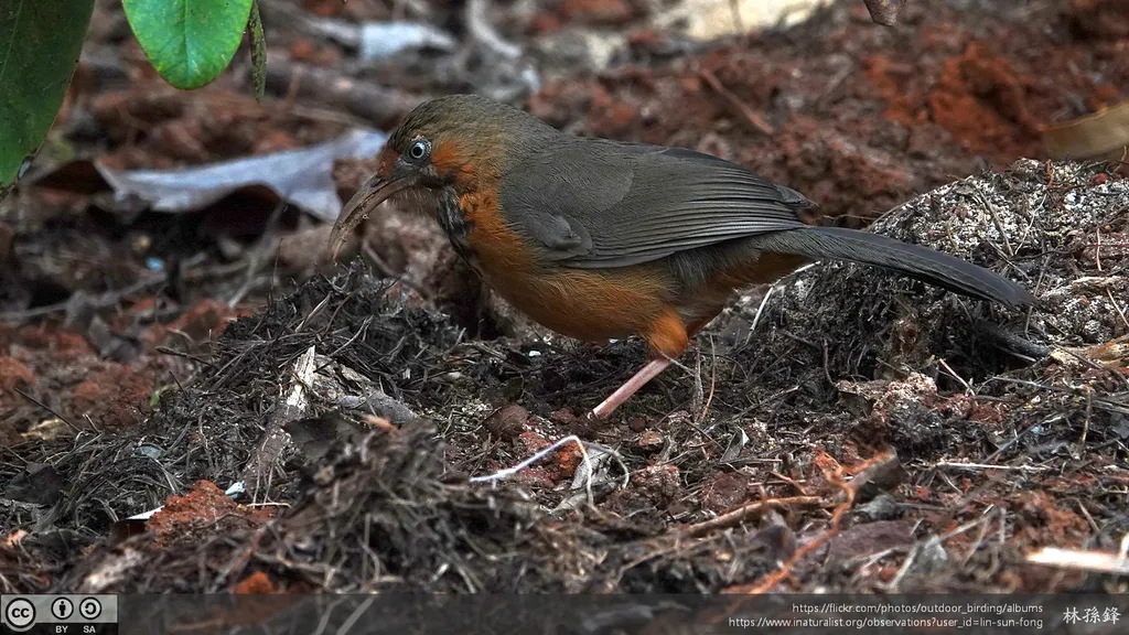 斑胸钩嘴鹛(Erythrogenys gravivox)