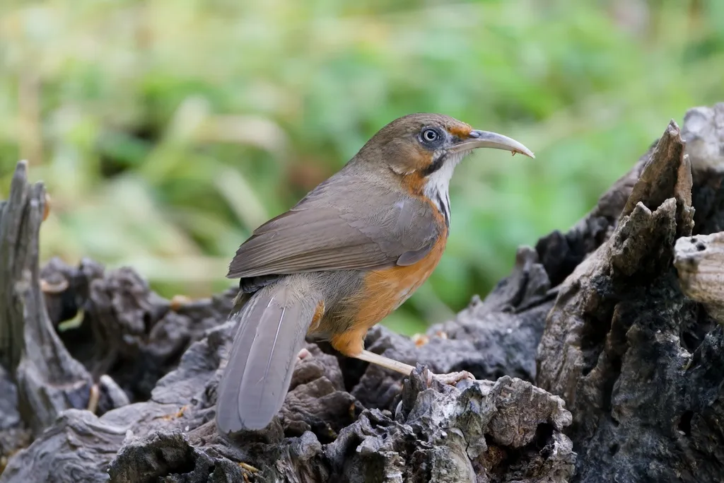 斑胸钩嘴鹛(Erythrogenys gravivox)