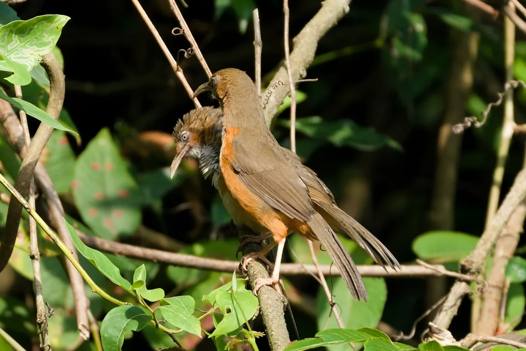 斑胸钩嘴鹛(Erythrogenys gravivox)