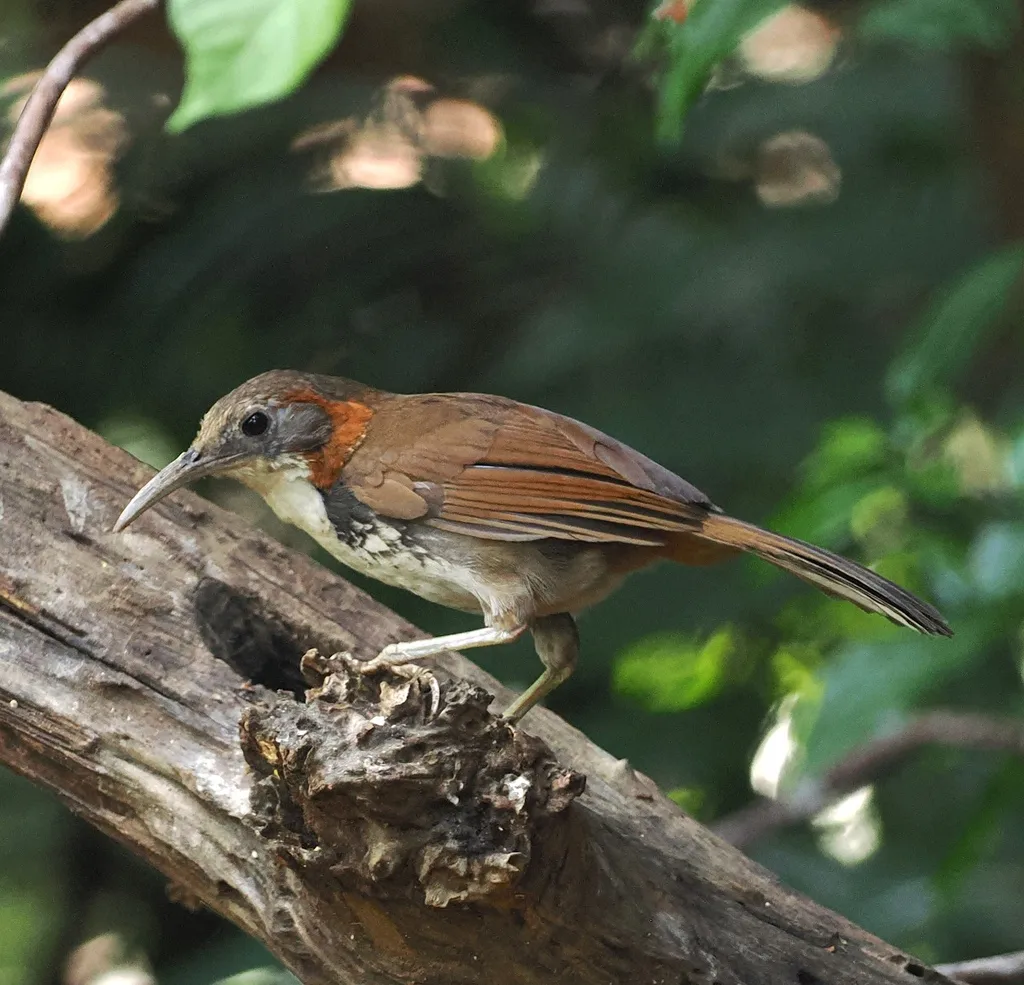 长嘴钩嘴鹛(Erythrogenys hypoleucos)