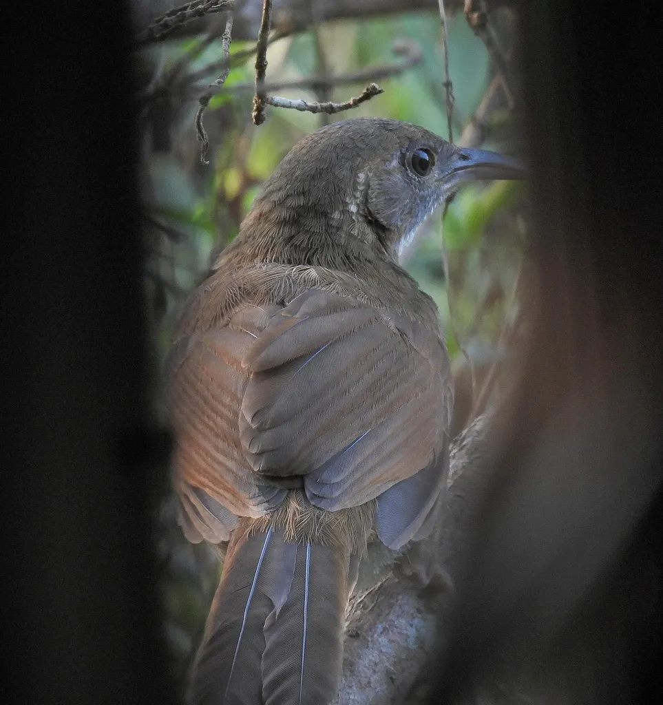 长嘴钩嘴鹛(Erythrogenys hypoleucos)