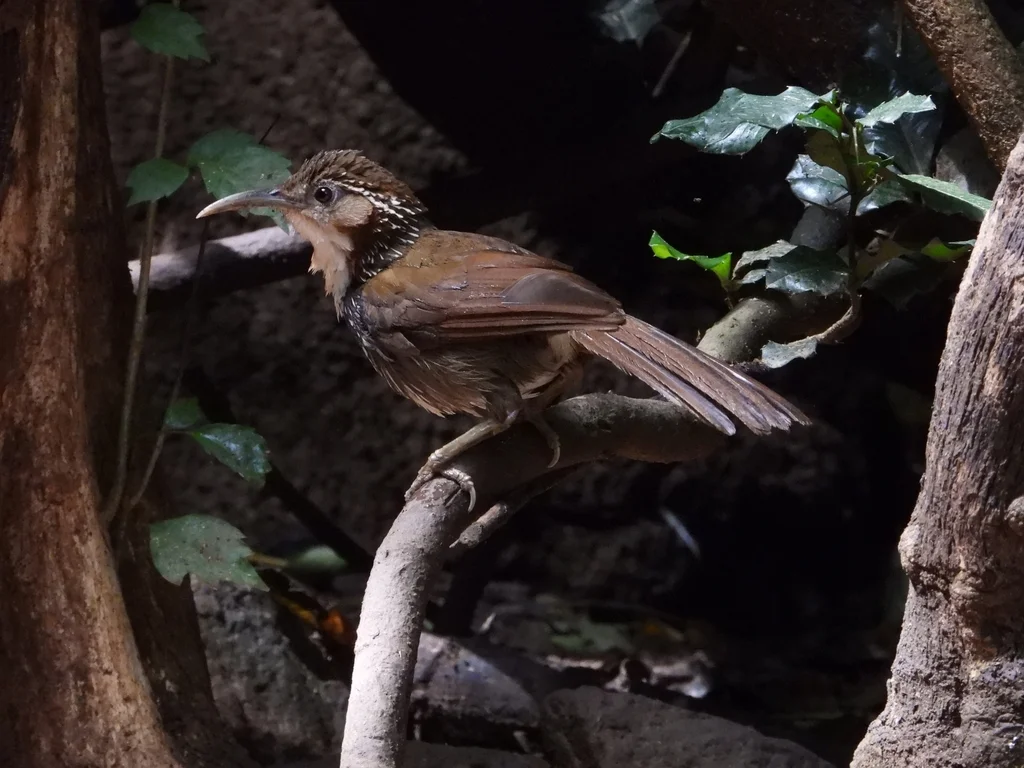 长嘴钩嘴鹛(Erythrogenys hypoleucos)