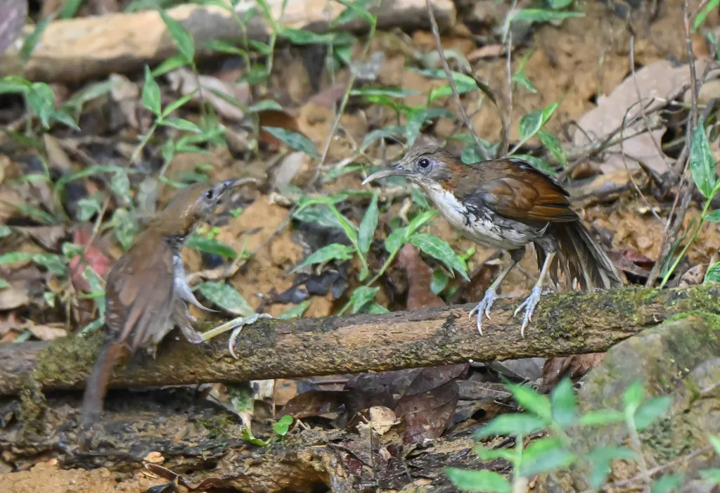长嘴钩嘴鹛(Erythrogenys hypoleucos)