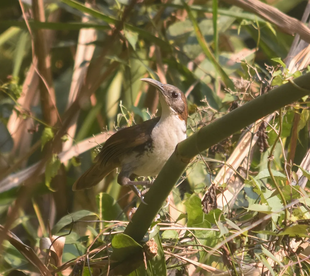 长嘴钩嘴鹛(Erythrogenys hypoleucos)
