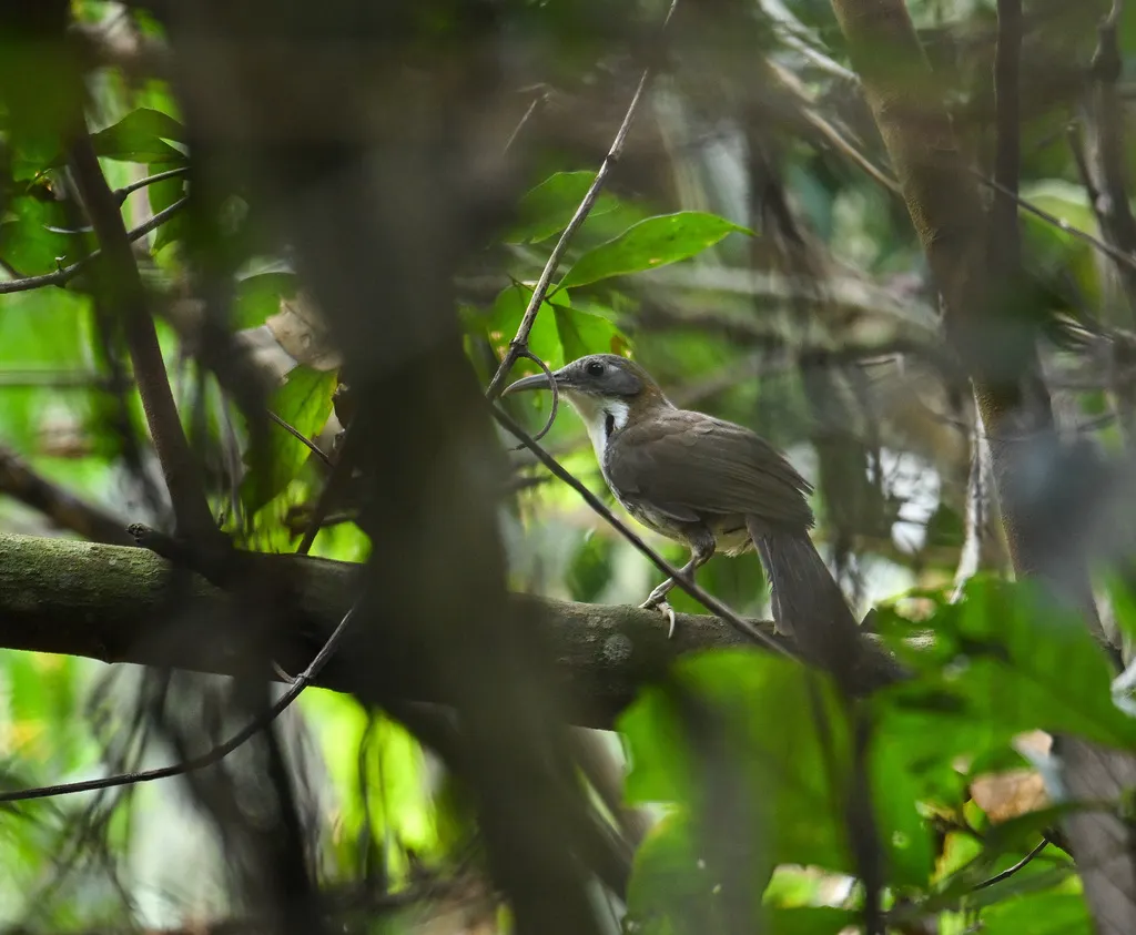 长嘴钩嘴鹛(Erythrogenys hypoleucos)